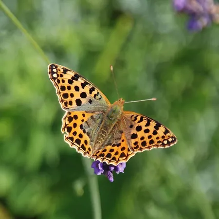 Apartment Mobile Im Mit Seezugang Dabel