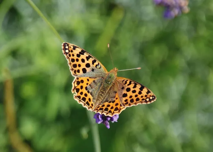Apartment Mobile Im Mit Seezugang Dabel